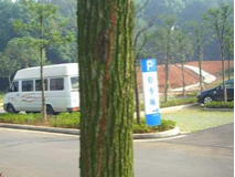 城市綠化樹木白蟻防治工程