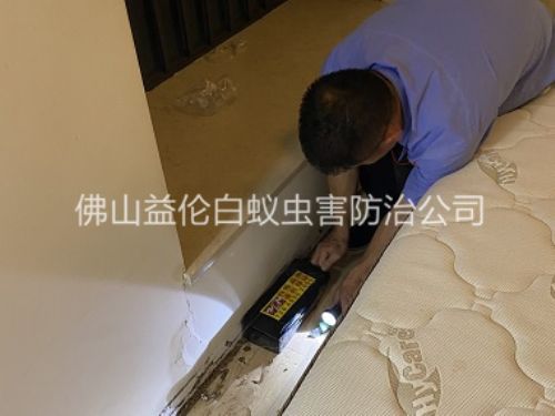 三水家居白蟻滅治工程